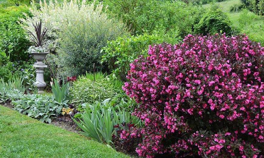 Декоративные деревья и кустарники для озеленения и ландшафтного дизайна сада и дачи: названия многолетних с розовыми цветами, низкорослых и карликовых
 - 38 фото
