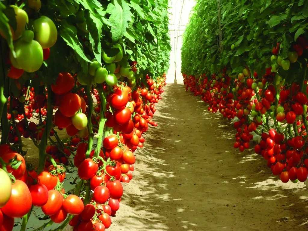 Самые лучшие сорта томатов: высокоурожайные, вкусные, крупные, сладкие и многие другие