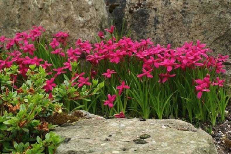 Родогипоксис: посадка и уход за цветком в домашних условиях, применение в саду и ландшафтном дизайне