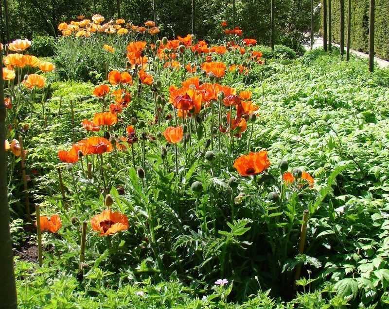 Цветок мак: выращивание из семян в открытом грунте, фото, посадка и уход