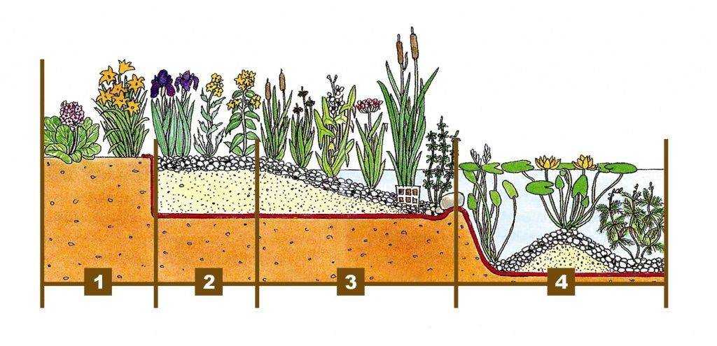 Схема расположения растений в садовом пруду (с примерами)