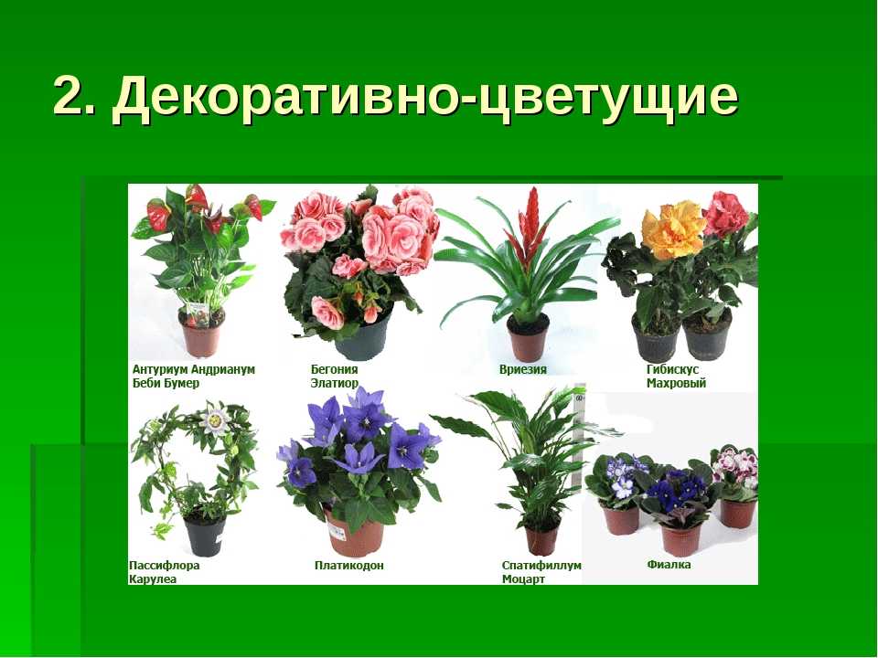 Разнообразие декоративно-лиственных комнатных растений: названия, особенности и фото