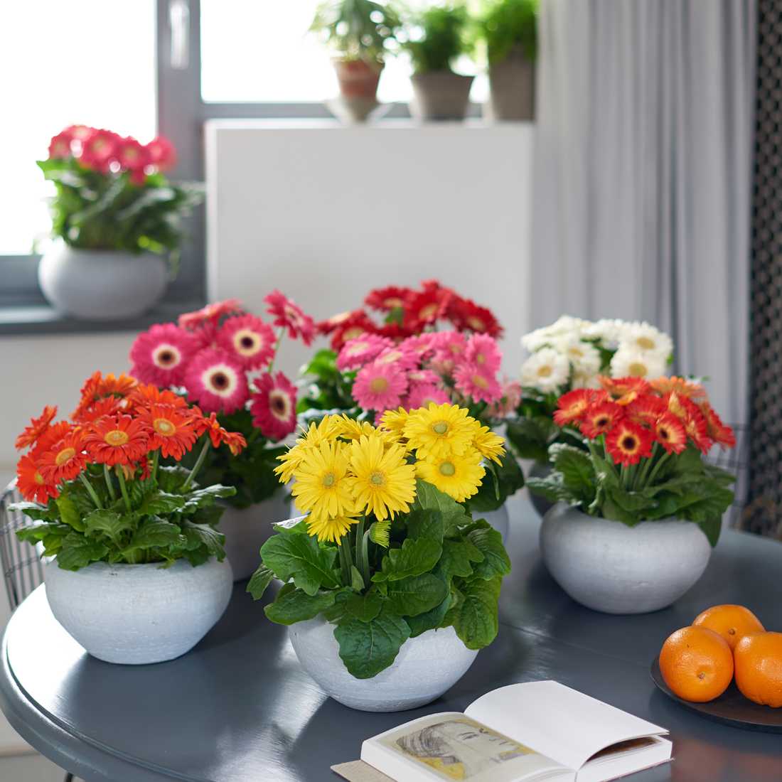 🌷 комнатные домашние растения и цветы – фото и названия: выбираем красивые цветы для дома