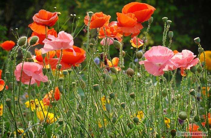 Цветок мак – особенности выращивания, с какими растениями хорошо сочетается, интересные факты