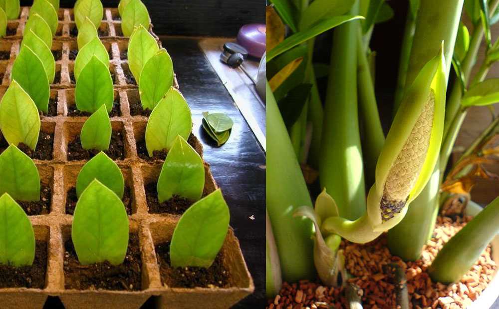 Какие комнатные растения не терпят перелива? – 10 примеров, которые следует знать каждому цветоводу, чтобы не навредить растениям