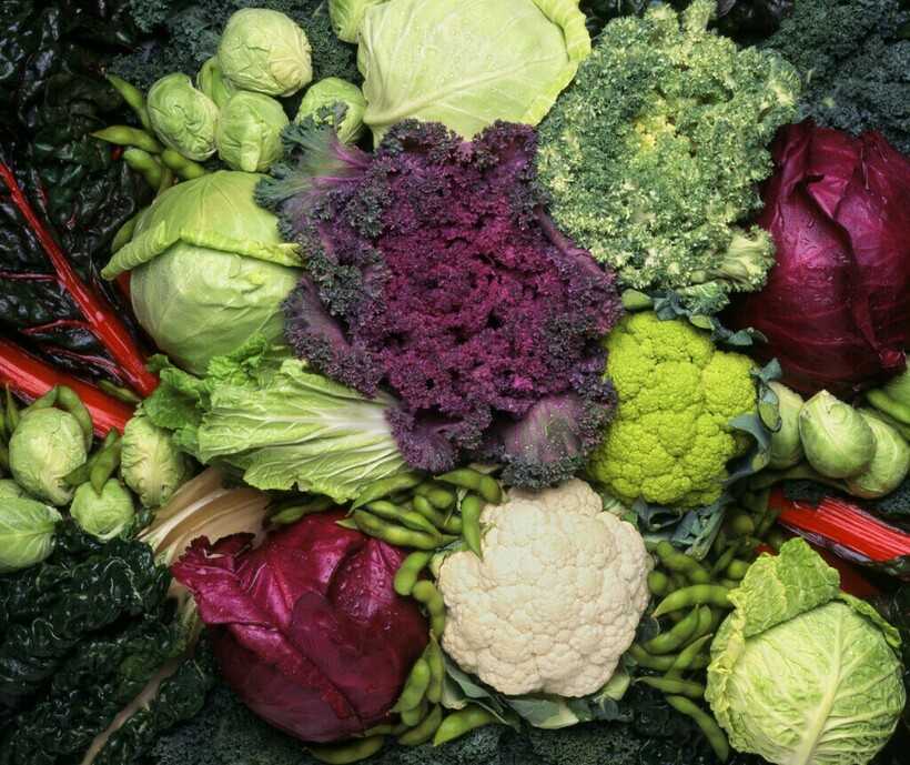 Овощные культуры. виды и биологические особенности овощей
