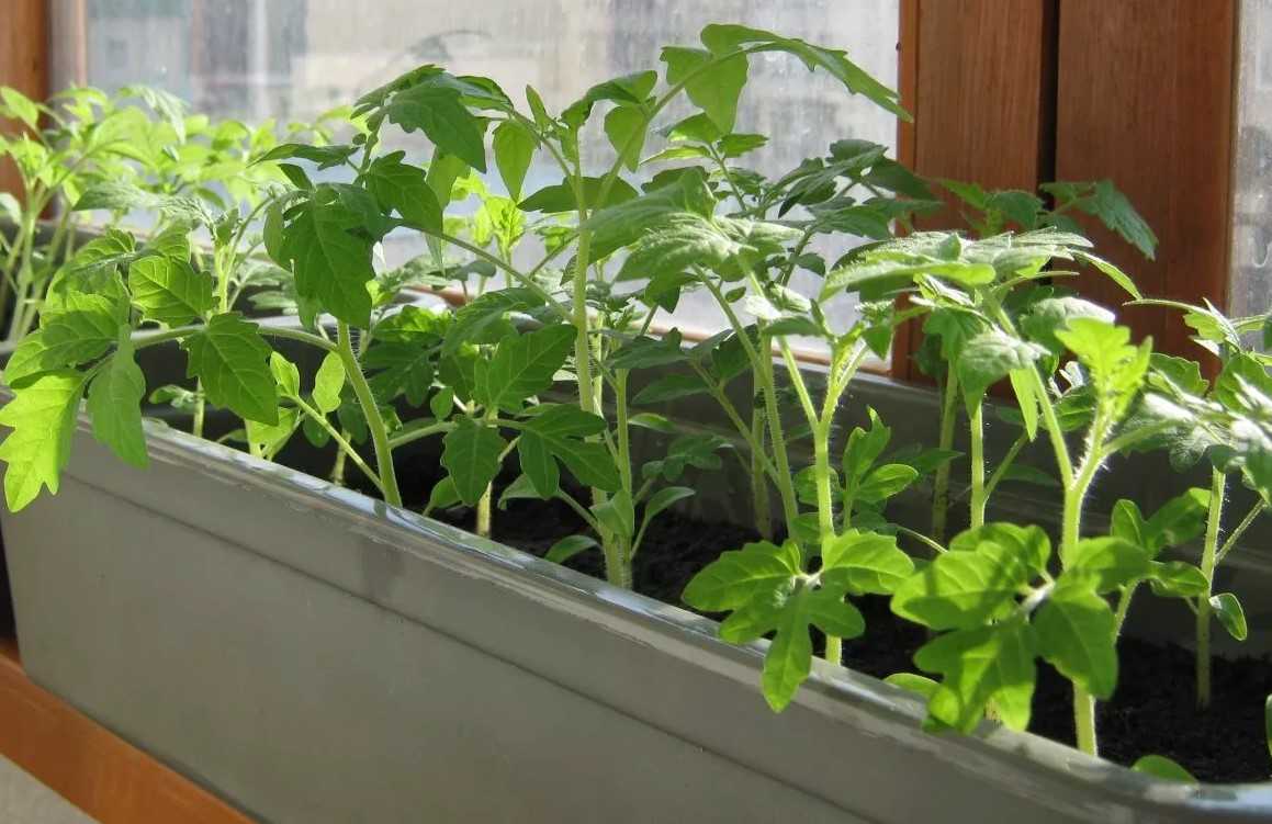 Выращивание рассады овощей в домашних условиях [условия, уход, особенности] | сад и огород