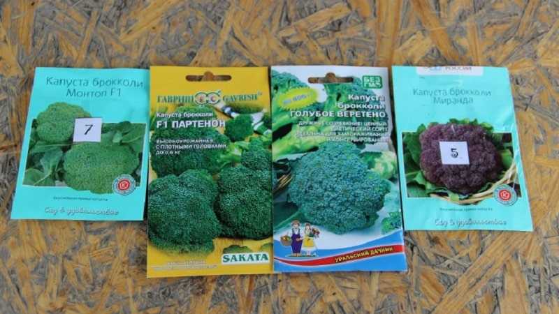 Брокколи: выращивание и уход в открытом грунте и теплице с фото и видео