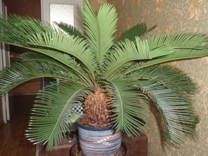 Как вырастить цикас в домашних условиях: советы по уходу за саговниковой пальмой