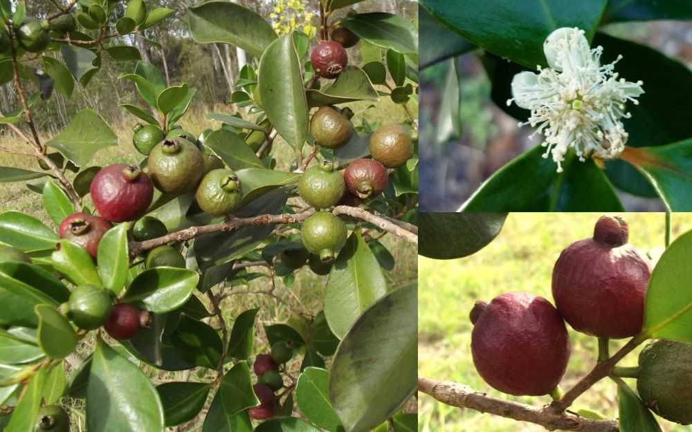 Гуава (гуайява) обыкновенная - фото фрукта растения, полезные свойства