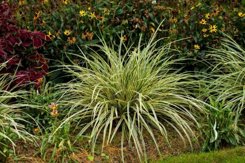Культурная осока — привычное растение садового ландшафта, многообразие видов и варианты их использования, как ухаживать за растением - 15 фото