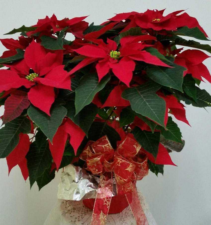 Пуансеттия - рождественская звезда - уход в домашних условиях, описание, фото, полив, пересадка и размножение