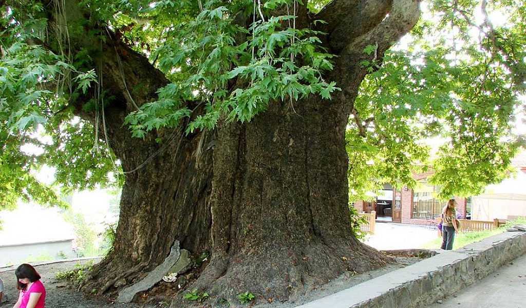 Платан дерево- быстро ли растет, фото, описание