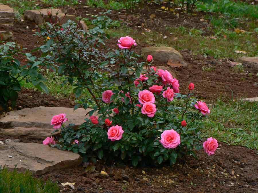 Парковые розы - достойная альтернатива чайно-гибридным розам — floweryvale.ru