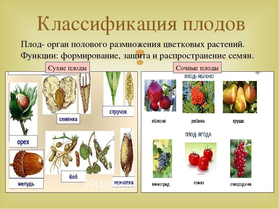 Семейство бобовых растений - признаки и виды, примеры, характеристика и строение