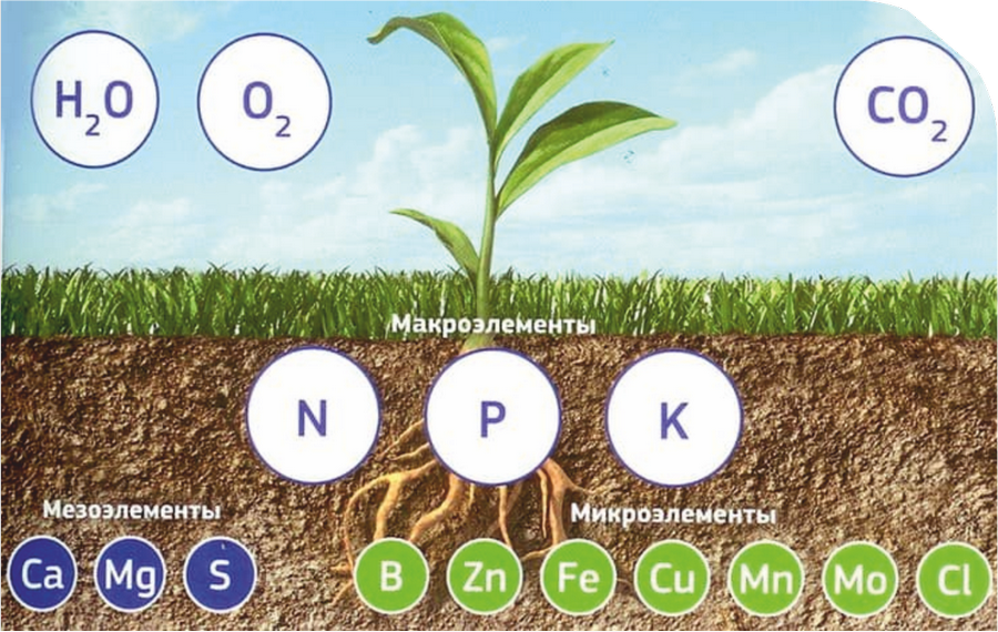 Основы питания растений, макро и микроэлементы