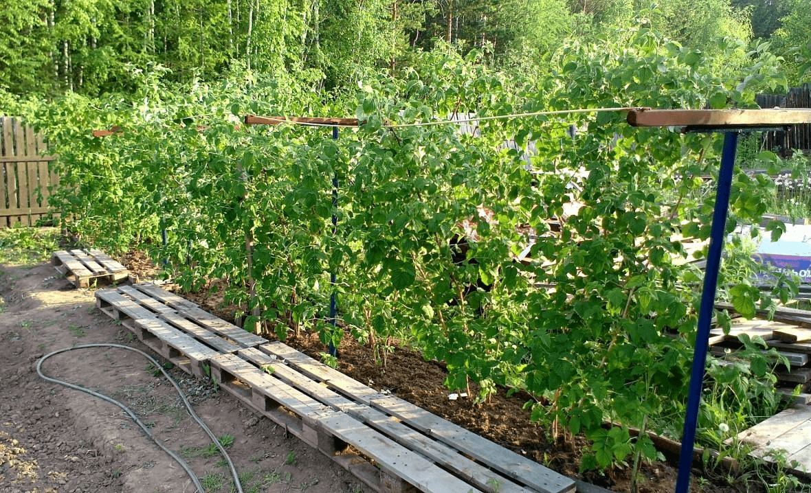 Ягоды годжи – выращивание на дачном участке