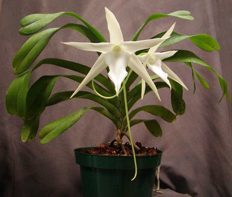 Орхидея ангрекум: описание, отзывы, посадка и уход в домашних условиях, пересадка