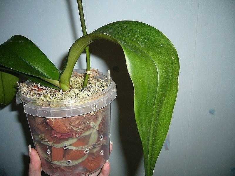 Орхидеи: фаленопсис (phalaenopsis) - пересадка и омолаживание - комнатные растения. - страна мам