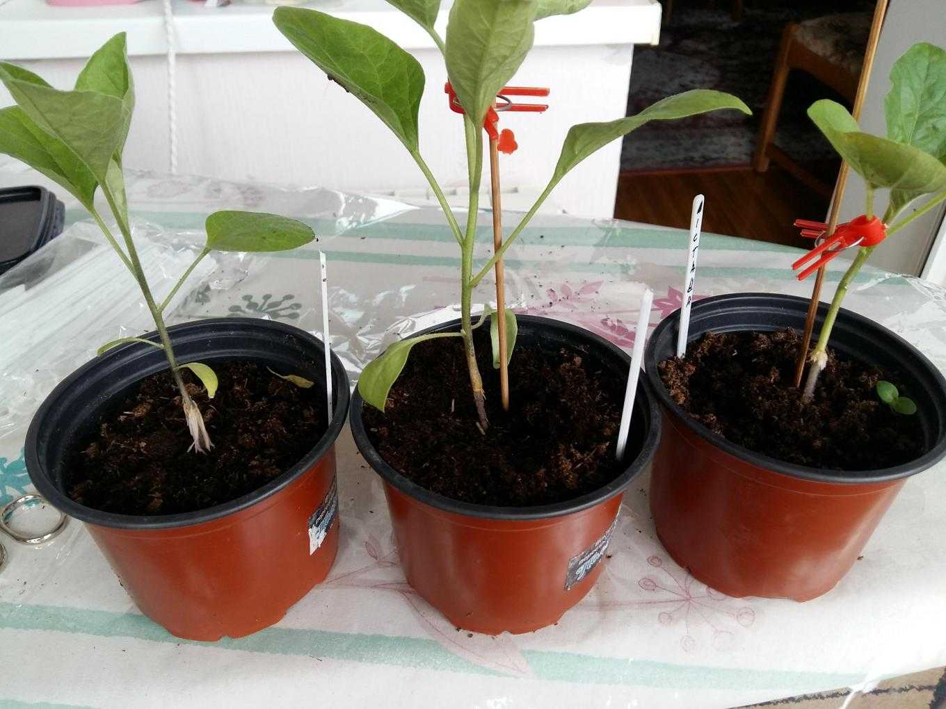 Такие баклажаны никогда не заболеют! как правильно прививать баклажаны на томаты - цветочки
                                             - 16 апреля
                                             - 43628249726 - медиаплатформа миртесен
