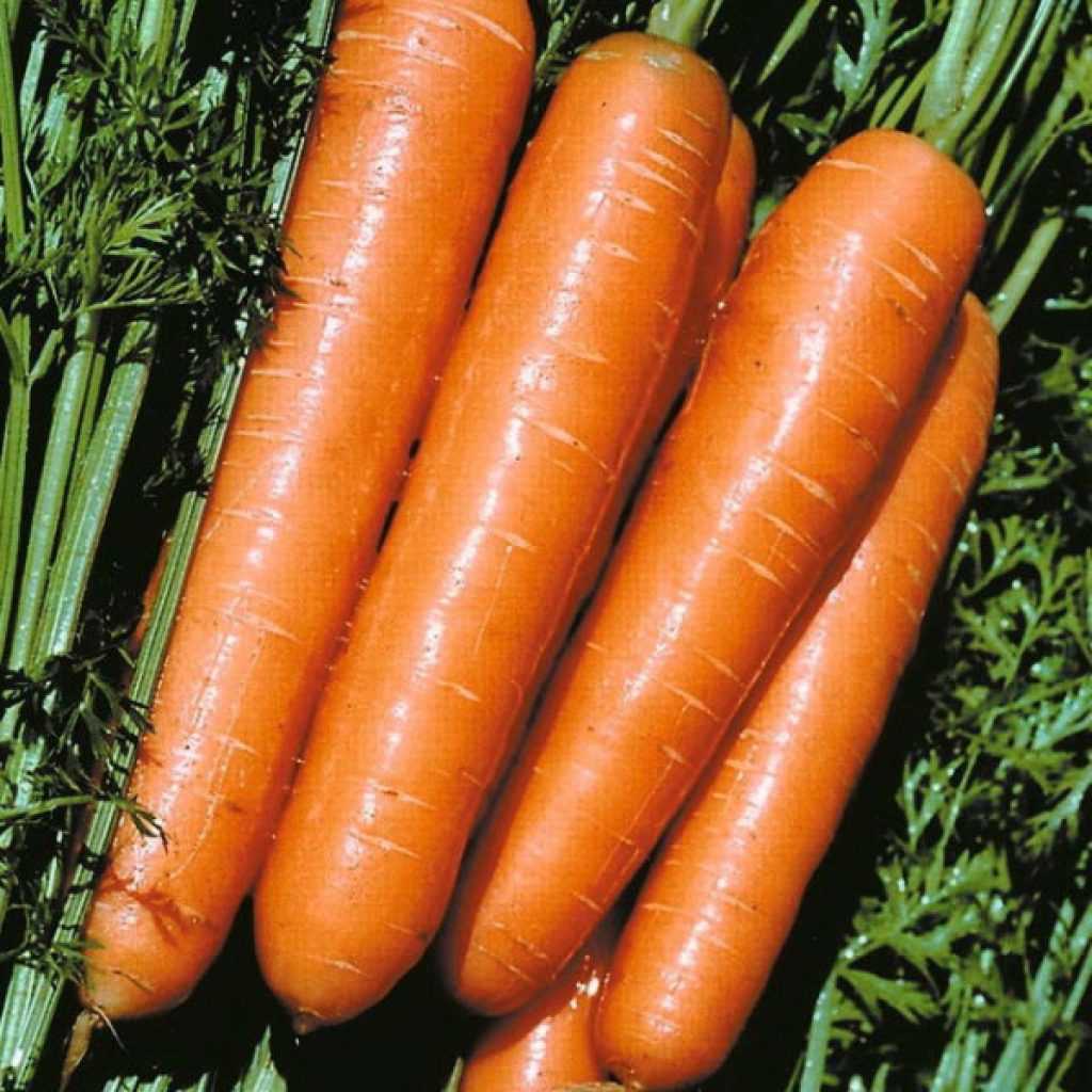 Морковь – описание, виды и сорта, посадка и уход, фото.