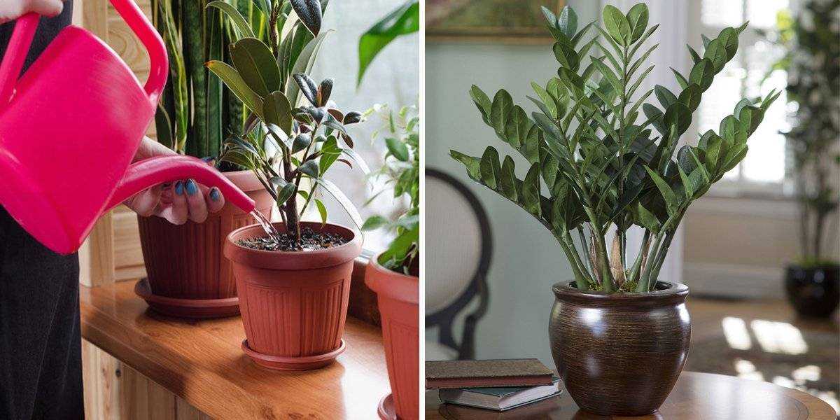 Комнатное растение замиокулькас: уход в домашних условиях