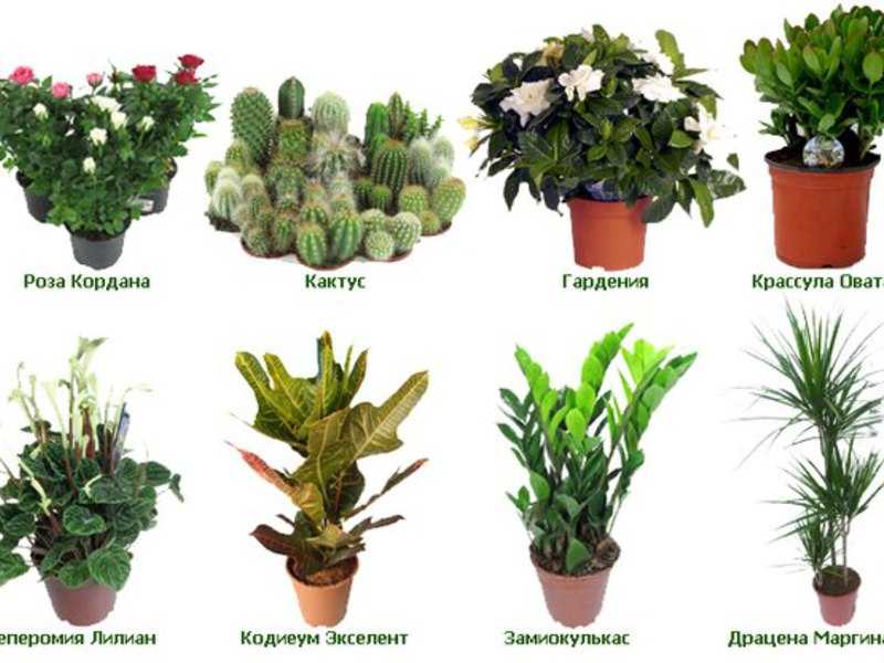 Комнатные растения — топ-54 с названиями, описанием, фото