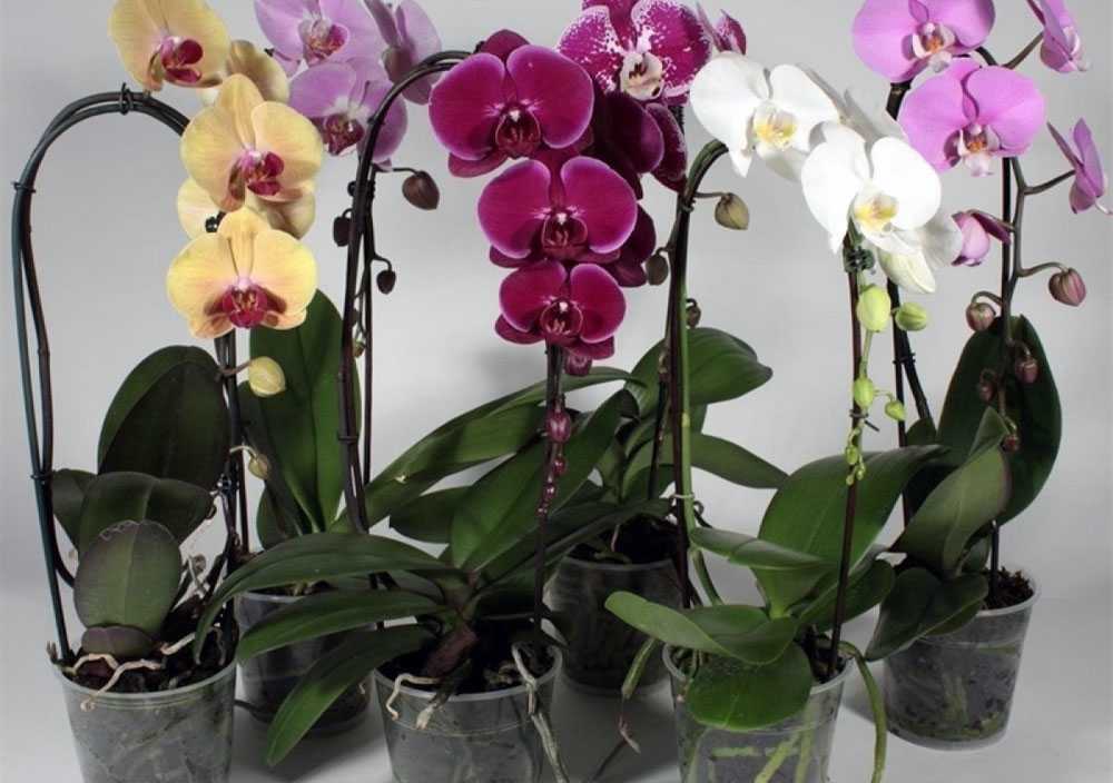 Почему не цветет фаленопсис: как заставить и что делать, чтобы орхидея выпустила новые бутоны, а также причины, по которым листья растут, а стрелка не появляется