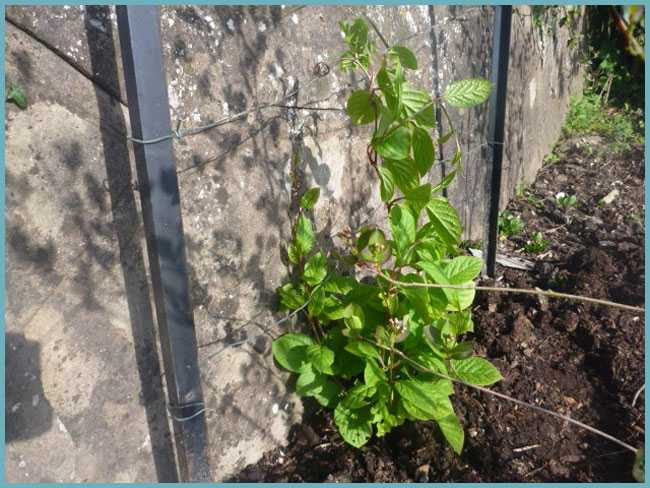 Посадка лимонника китайского, выращивание и уход за растением: как правильно вырастить из семян в домашних условиях, фото и видео