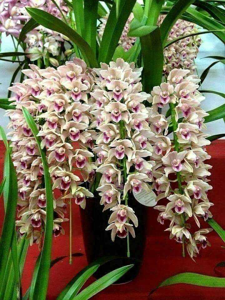 Прекрасная орхидея цимбидиум: уход в домашних условиях