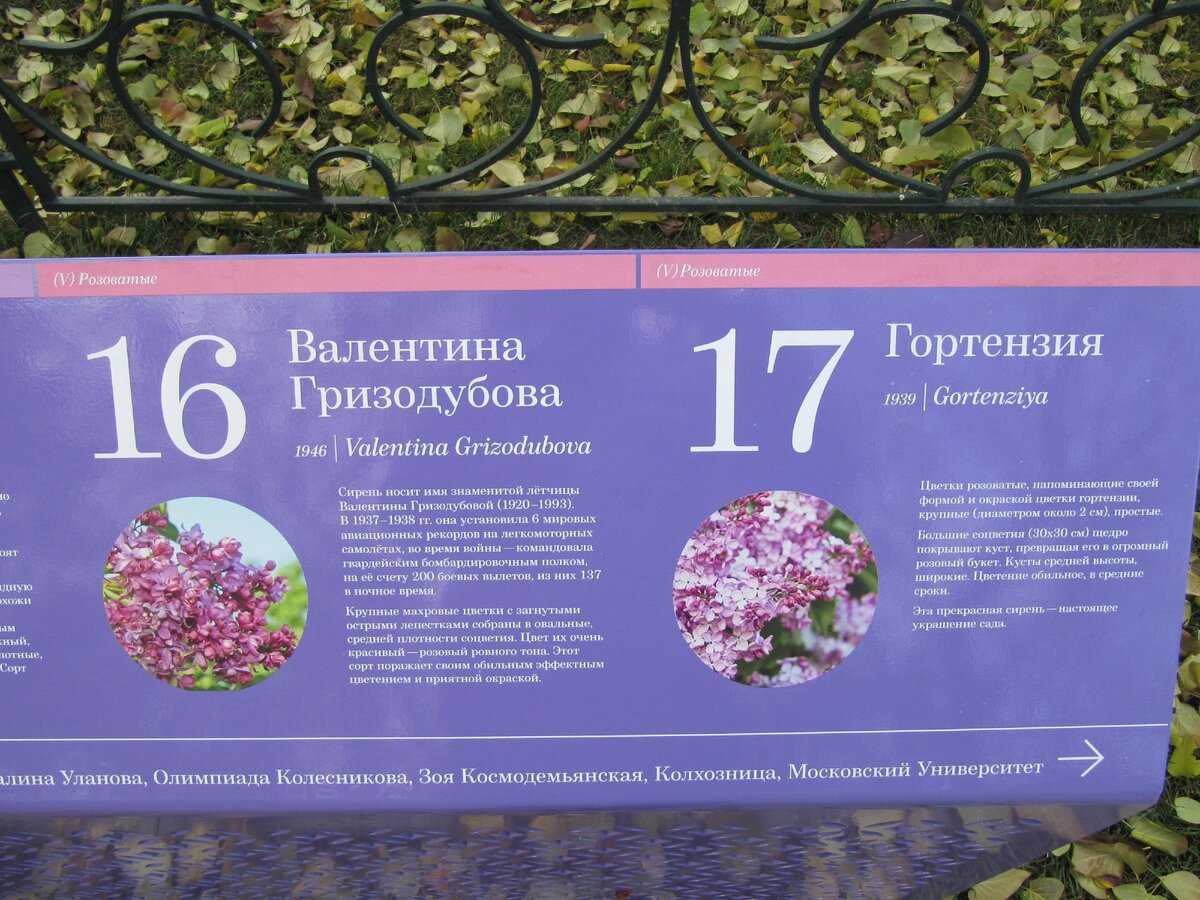 «сиреневый сад» в москве: оценка состояния и сортовое соответствие