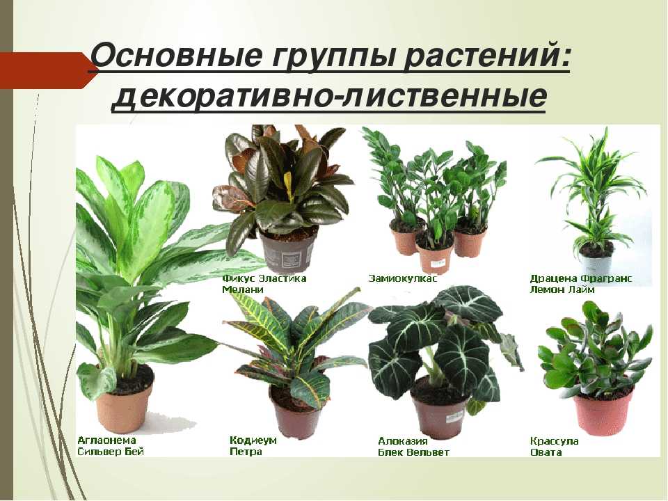 Самые полезные комнатные растения - названия и фото (каталог)