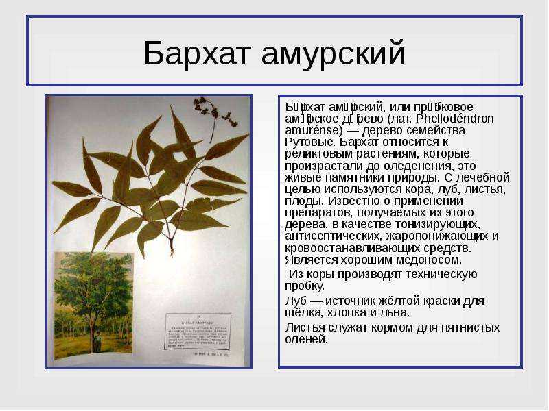Бархат - лиственные деревья и кустарники - декоративные деревья и кустарники