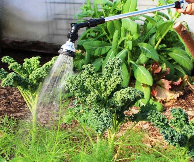 Как и когда правильно поливать растения в огороде – советы для увеличения урожая