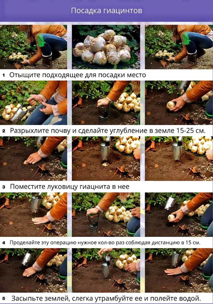 Гиацинты: посадка и уход в открытом грунте, размножение, осенью и зимой, выгонка, описание цветов с фото, выращивание в саду, в домашних условиях