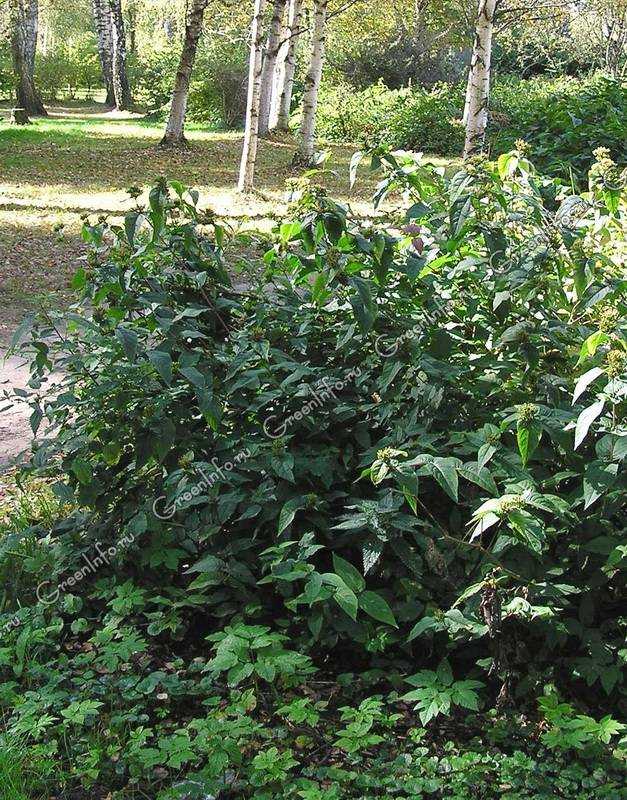 Кустарник диервилла: разновидности и сорта растения