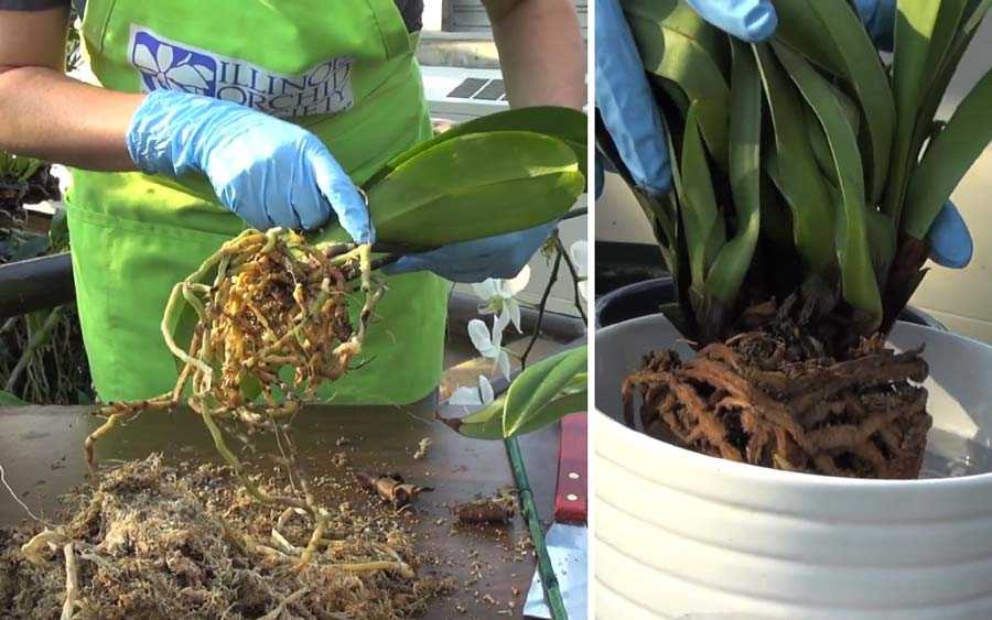 Орхидея: размножение и уход за комнатным цветком в домашних условиях, как выглядит растение в горшке, а также проблемы при выращивании