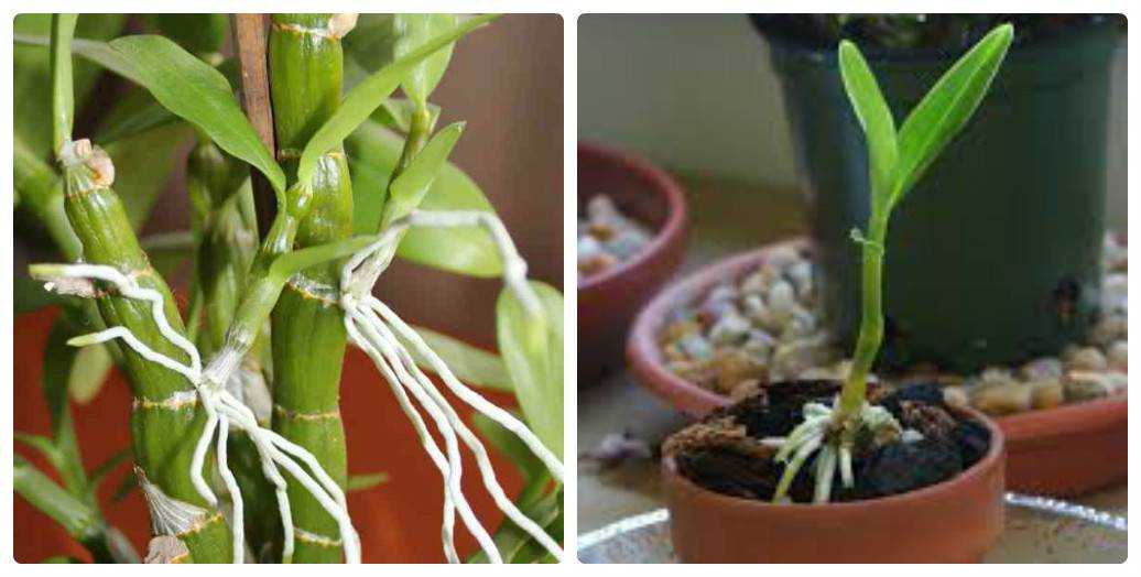 Орхидея дендробиум: уход в домашних условиях за популярным комнатным растением