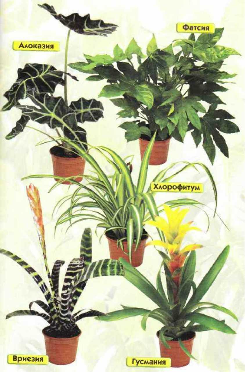 Самые неприхотливые комнатные растения: фото и названия (каталог)