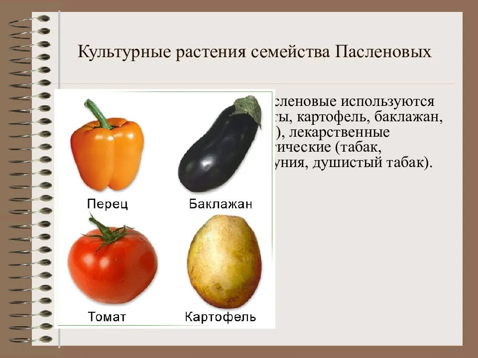Список овощей, относящихся к пасленовым культурам, овощи семейства пасленовых