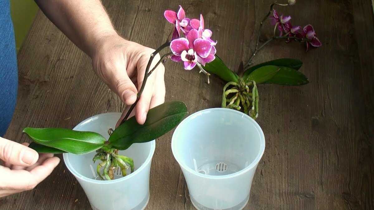 Уход и выращивание орхидей в домашних условиях: видео о том, как правильно организовать уход за ними