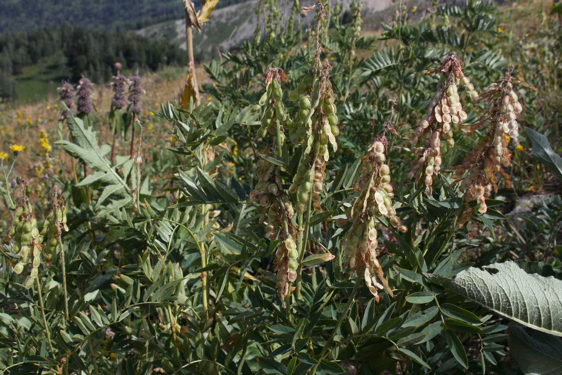 Способ выращивания ex situ высокогорного растения hedysarum theinum   krasnob. - патент рф 2446670 - свиридова татьяна петровна ,зиннер надежда сергеевна