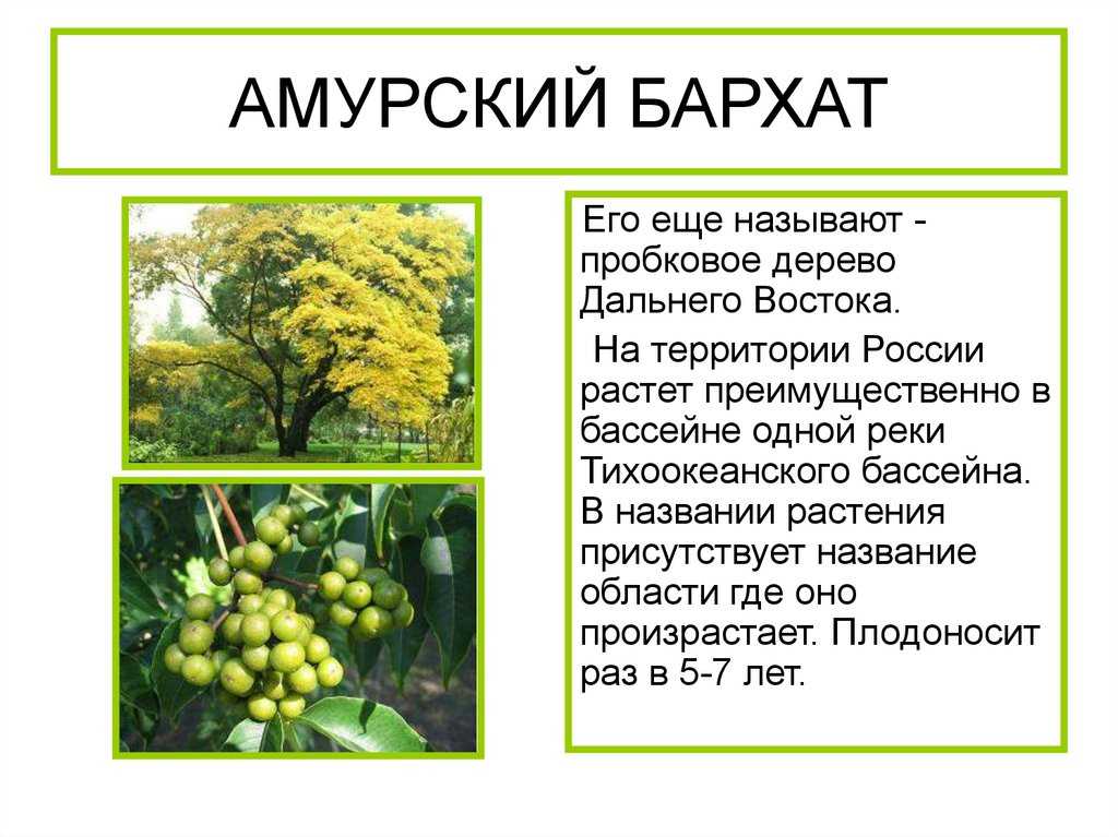 Ягода амурский бархат: описание с фото, внешний вид, период цветения, плоды и полезные свойства