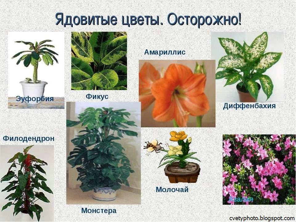 Как найти название растения по фото с телефона
