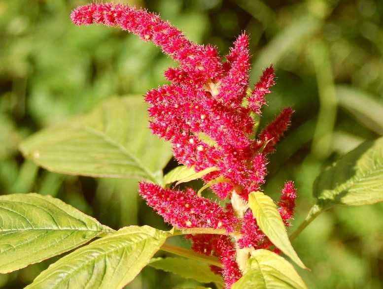 Амарант - растение, цветущее с июня до самых заморозков
