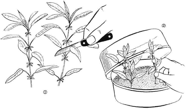 Растение горец: родственный, изменчивый и другие виды, посадка и уход в открытом грунте
