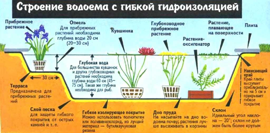 Предлагаем вашему вниманию - продажа водных растений для прудов и водоёмов, растений прибрежной и береговой зон из питомника в московской области.
