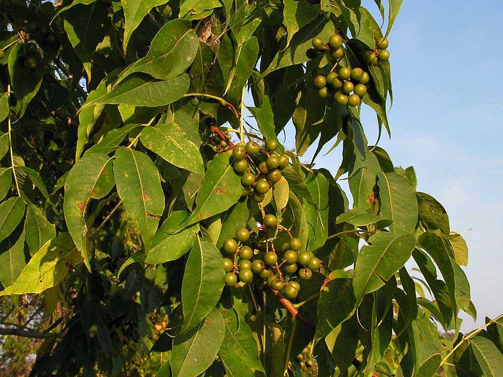 Описание амурского бархата — дерева с лечебными свойствами