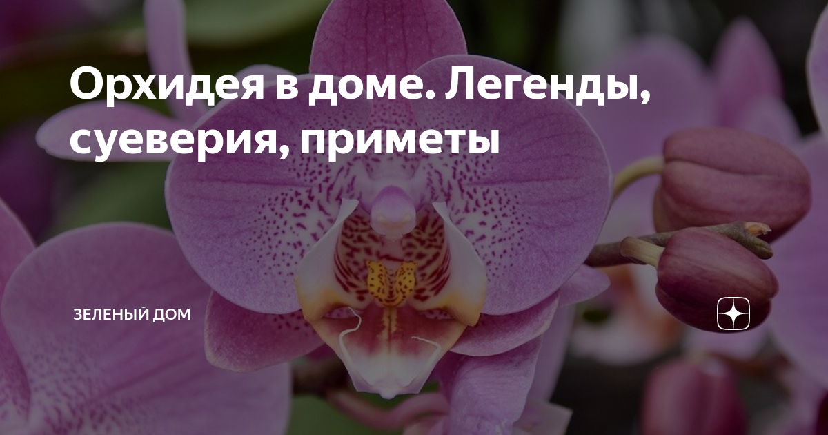 Орхидея: приметы, можно ли держать дома, особенно женщинам, к чему цветет и другие народные суеверия, связанные с этим растением