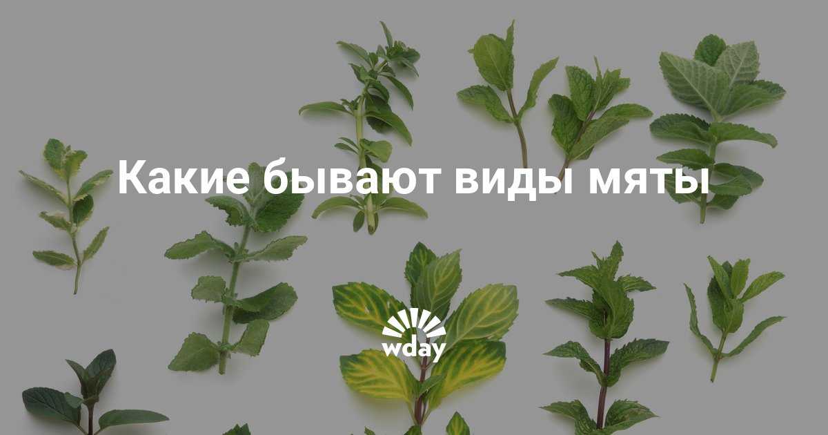 Мята и не мята — как различать, использовать и где посадить? виды, особенности, выращивание. фото — ботаничка.ru